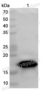 Anti-Monkeypox virus/MPXV A36R Polyclonal Antibody